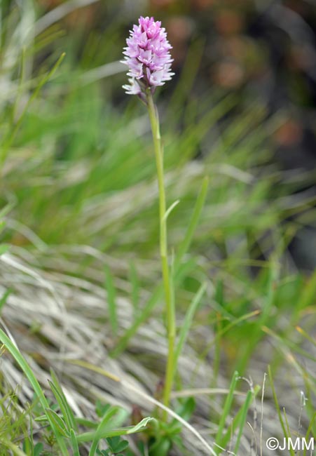 Gymnadenia lithopolitanica x Gymnadenia odoratissima