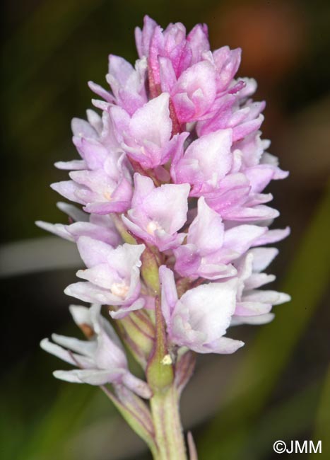 Gymnadenia lithopolitanica x Gymnadenia odoratissima