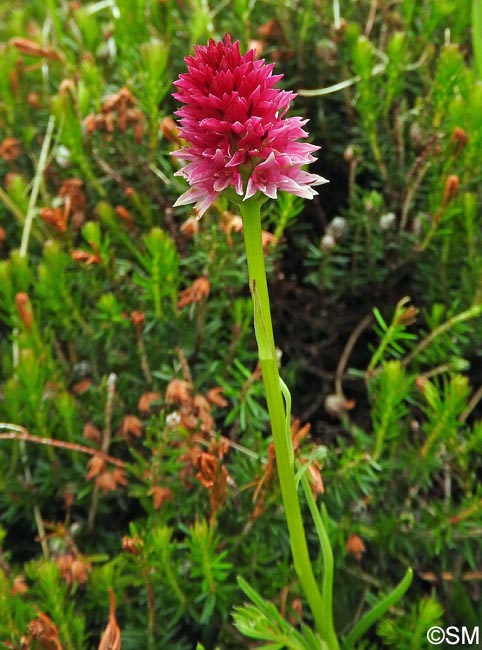 Gymnadenia lithopolitanica x Gymnadenia ravnikii