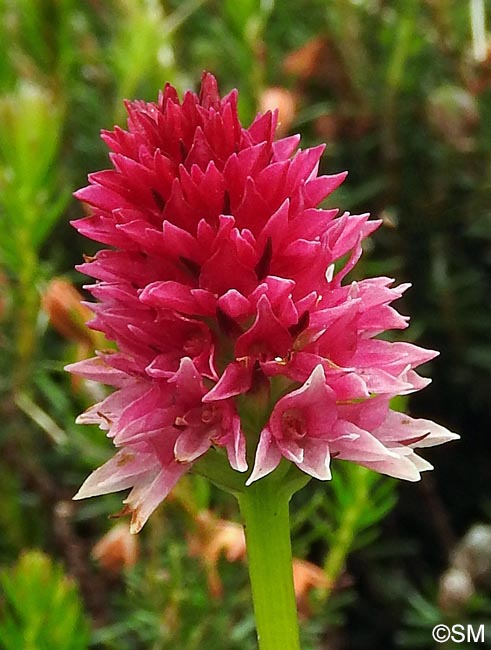 Gymnadenia lithopolitanica x Gymnadenia ravnikii