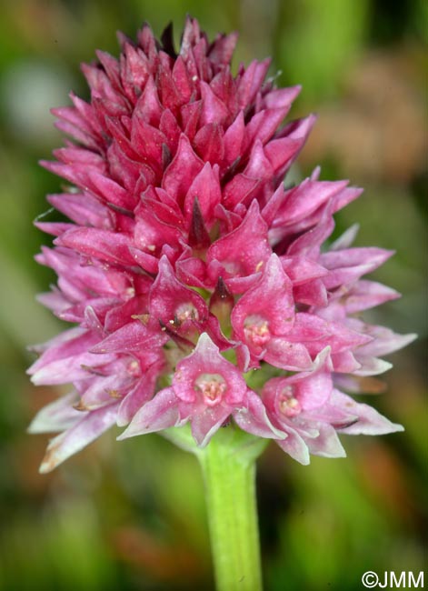 Gymnadenia lithopolitanica x Gymnadenia ravnikii