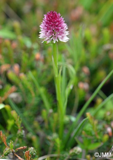 Gymnadenia lithopolitanica var. luciae = Nigritella lithopolitanica var. luciae