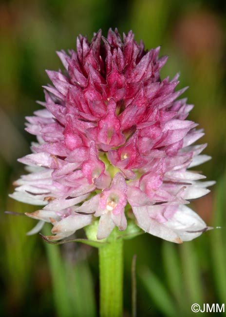 Gymnadenia lithopolitanica var. luciae = Nigritella lithopolitanica var. luciae