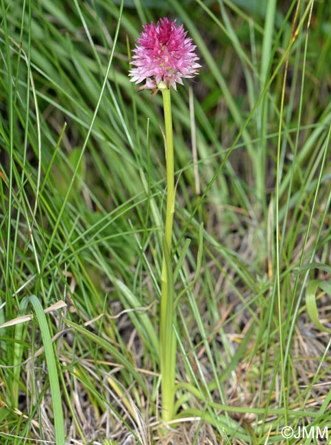 Gymnadenia lithopolitanica var. luciae = Nigritella lithopolitanica var. luciae