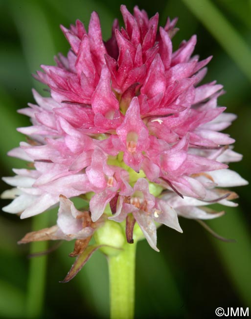 Gymnadenia lithopolitanica var. luciae = Nigritella lithopolitanica var. luciae