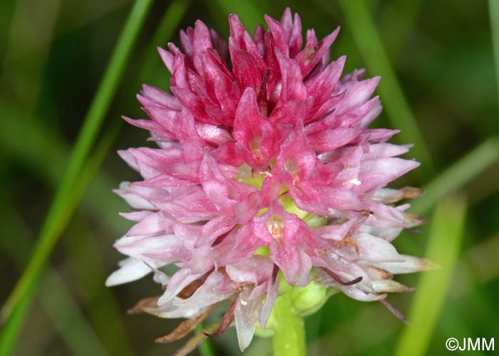 Gymnadenia lithopolitanica var. luciae = Nigritella lithopolitanica var. luciae