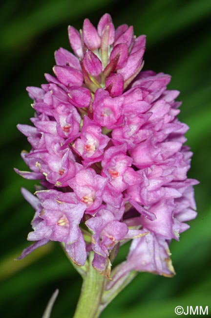 Gymnadenia odoratissima x Gymnadenia ravnikii