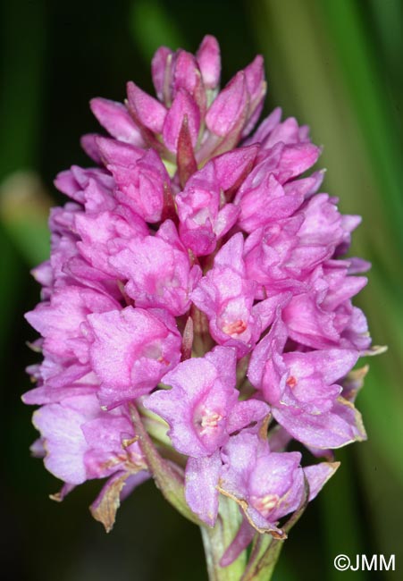 Gymnadenia odoratissima x Gymnadenia ravnikii