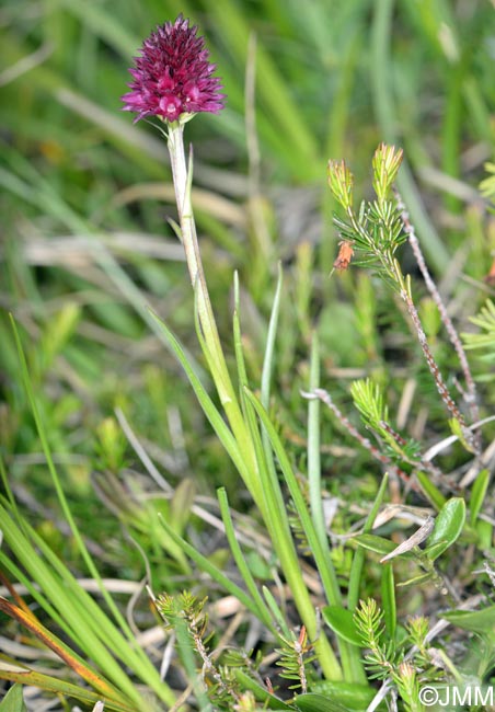 Gymnadenia ravnikii = Nigritella ravnikii