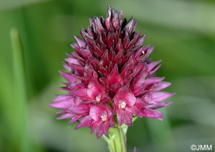 Gymnadenia ravnikii = Nigritella ravnikii