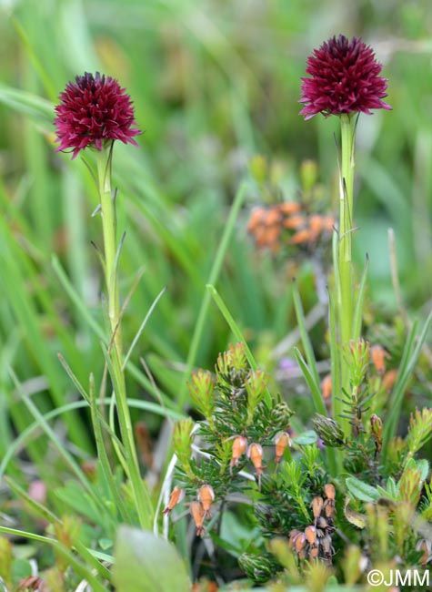 Gymnadenia ravnikii = Nigritella ravnikii