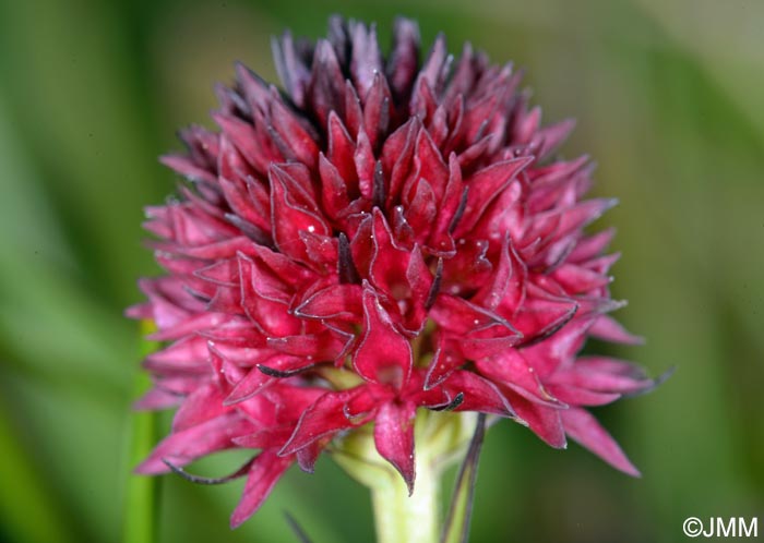 Gymnadenia ravnikii = Nigritella ravnikii