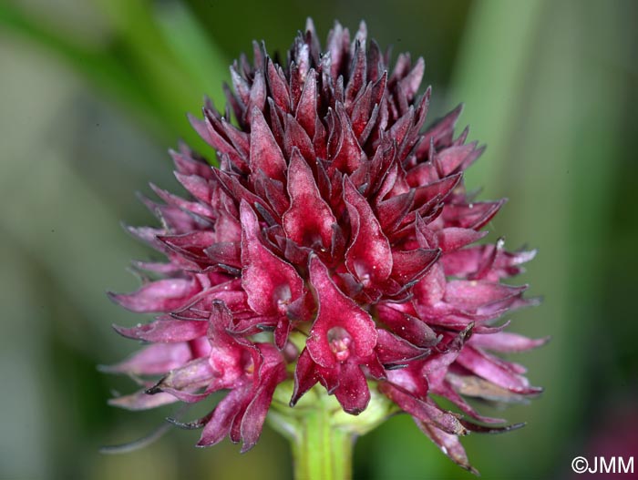 Gymnadenia ravnikii = Nigritella ravnikii