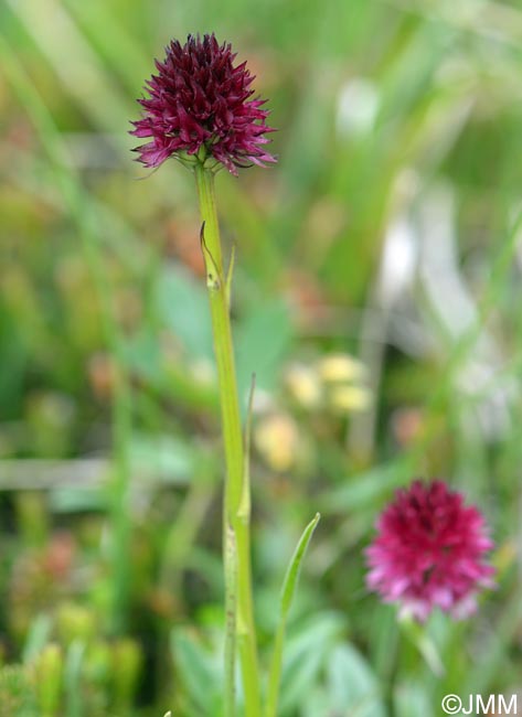 Gymnadenia ravnikii = Nigritella ravnikii & Gymnadenia kossutensis