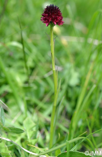 Gymnadenia ravnikii = Nigritella ravnikii