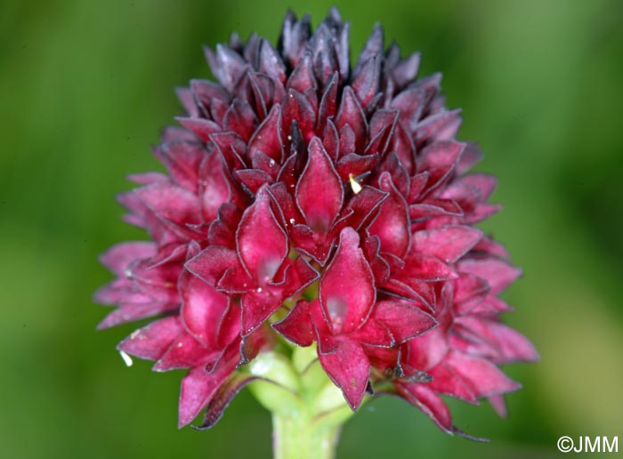 Gymnadenia ravnikii = Nigritella ravnikii