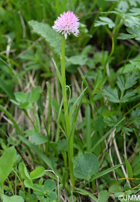 Gymnadenia widderi = Nigritella widderi