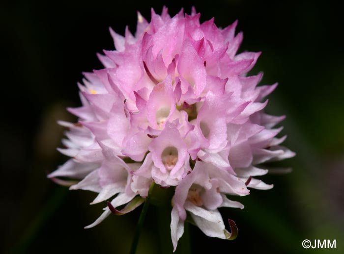 Gymnadenia widderi = Nigritella widderi