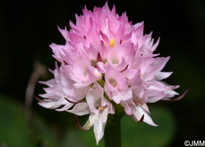 Gymnadenia widderi = Nigritella widderi