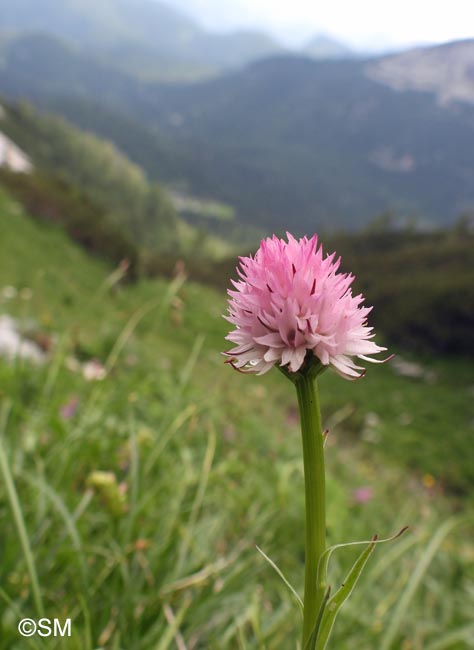 Gymnadenia widderi = Nigritella widderi