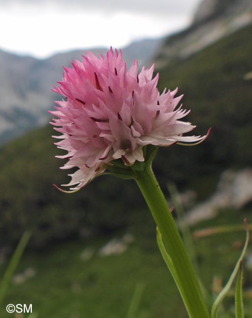 Gymnadenia widderi = Nigritella widderi