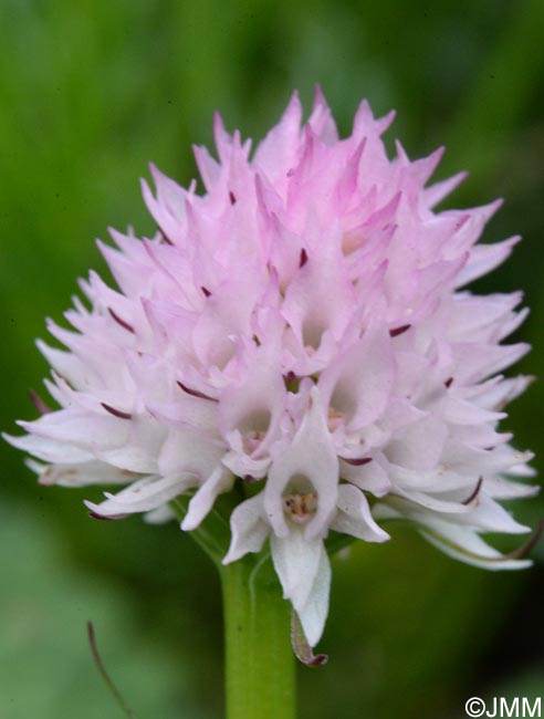 Gymnadenia widderi = Nigritella widderi