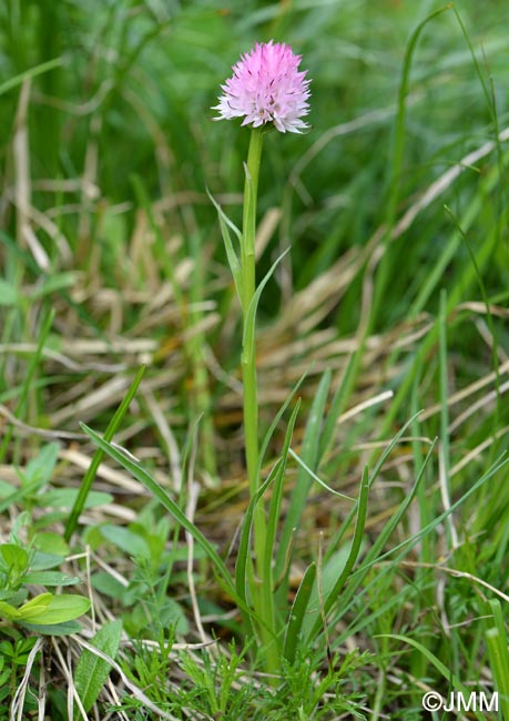 Gymnadenia widderi = Nigritella widderi