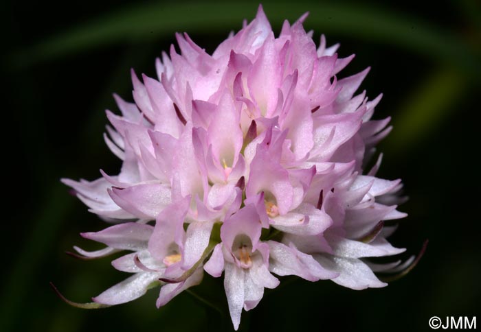 Gymnadenia widderi = Nigritella widderi