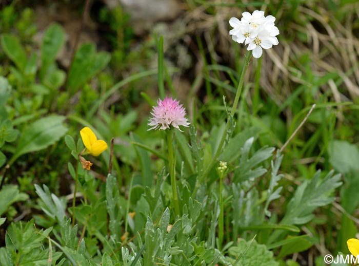 Gymnadenia widderi = Nigritella widderi