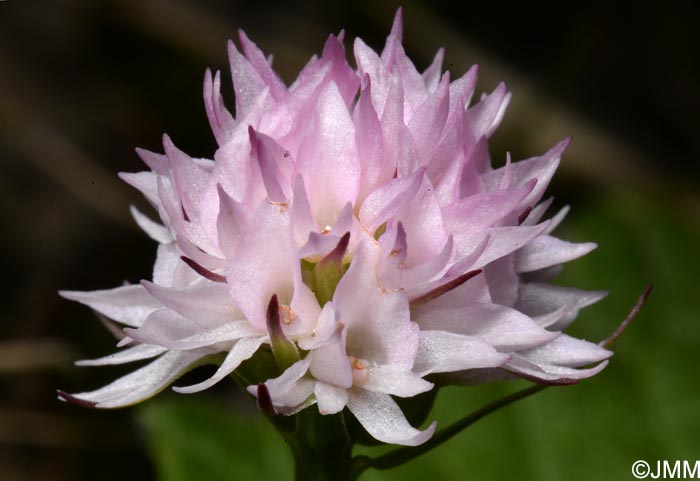 Gymnadenia widderi = Nigritella widderi