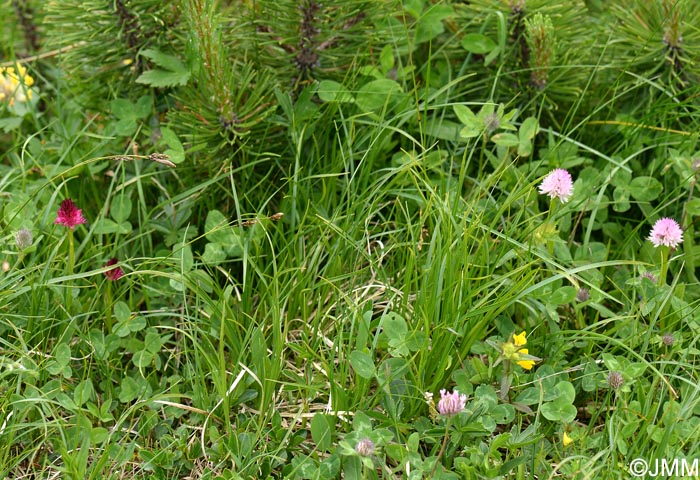 Gymnadenia bicolor & Gymnadenia widderi