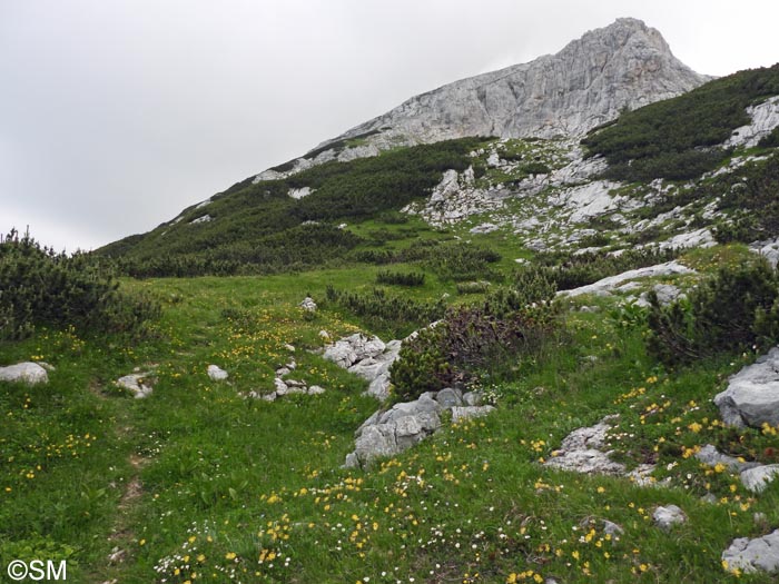 Gymnadenia bicolor = Nigritella bicolor : site