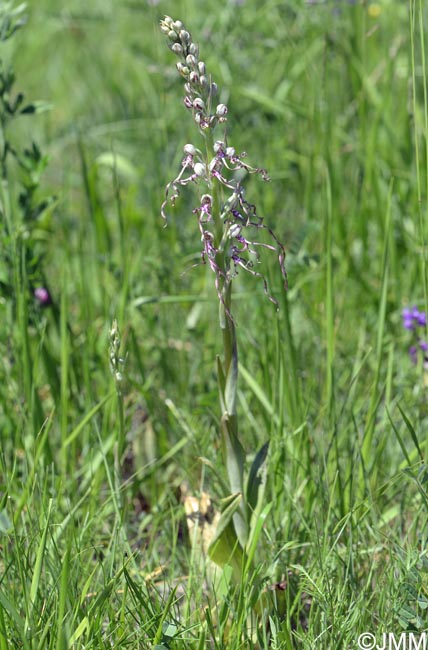 Himantoglossum adriaticum