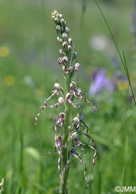 Himantoglossum adriaticum