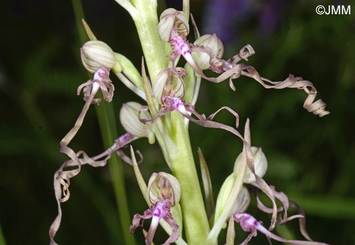 Himantoglossum adriaticum