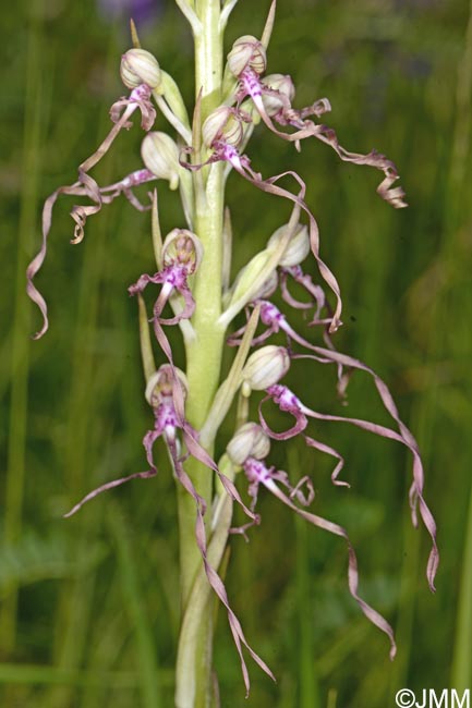 Himantoglossum adriaticum