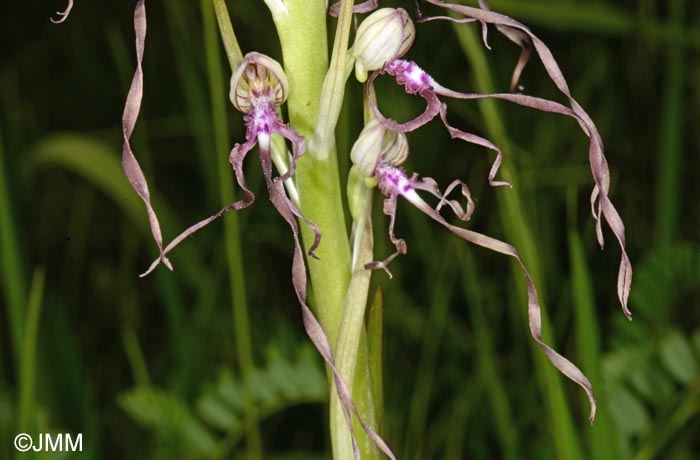 Himantoglossum adriaticum