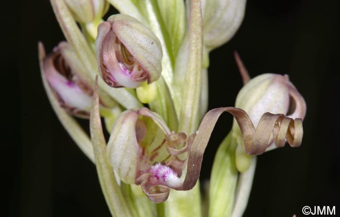 Himantoglossum adriaticum