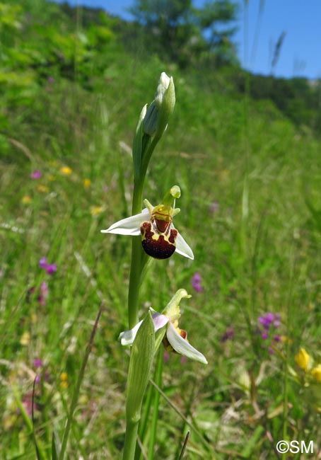 Ophrys apifera