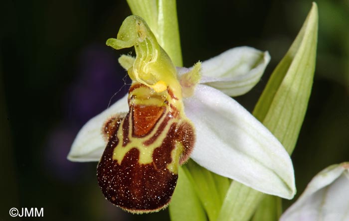 Ophrys apifera