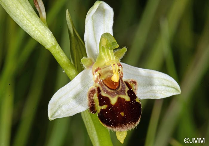 Ophrys apifera