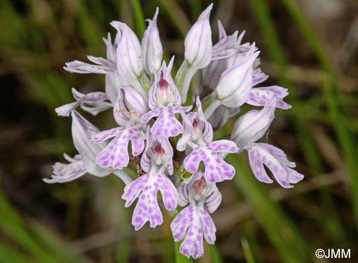 Orchis tridentata = Neotinea tridentata