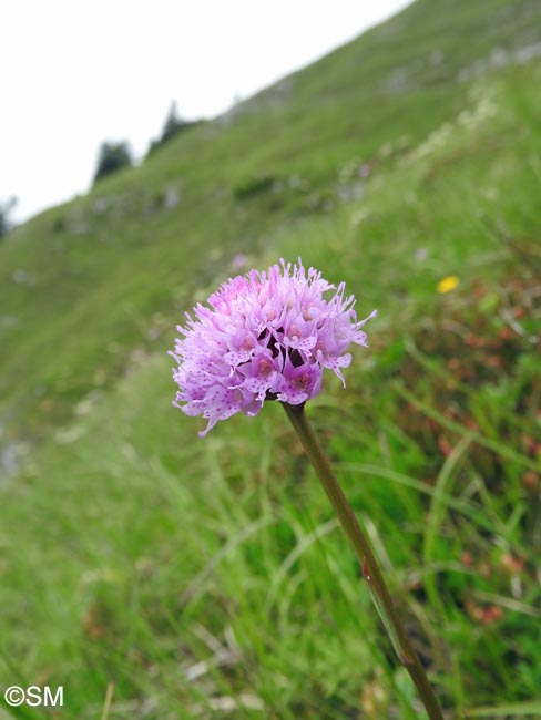 Traunsteinera globosa