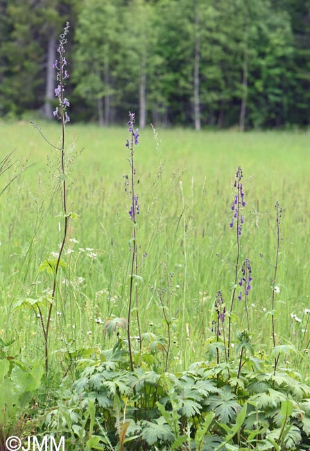 Aconitum septentrionale