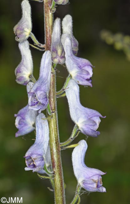 Aconitum septentrionale