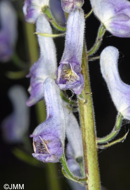 Aconitum septentrionale
