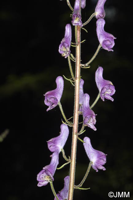 Aconitum septentrionale