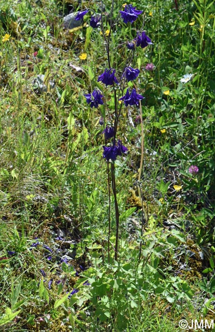 Aquilegia vulgaris