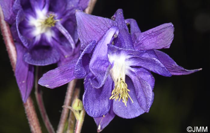 Aquilegia vulgaris