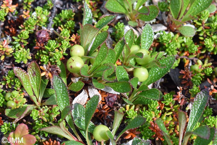Arctostaphylos alpinus